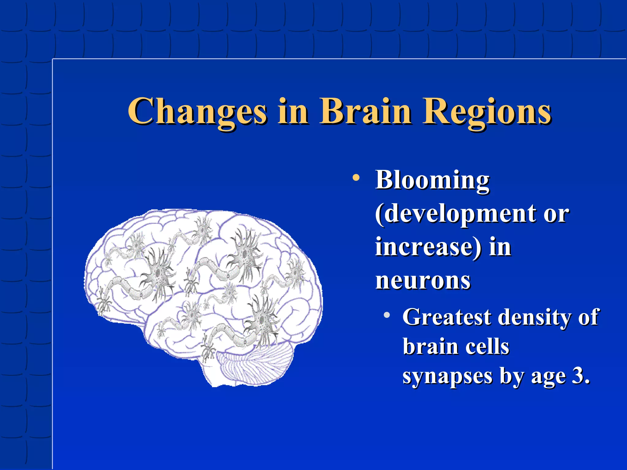 Changes in Brain Regions
• Blooming
(development or
increase) in
neurons
• Greatest density of
brain cells
synapses by age 3.

 