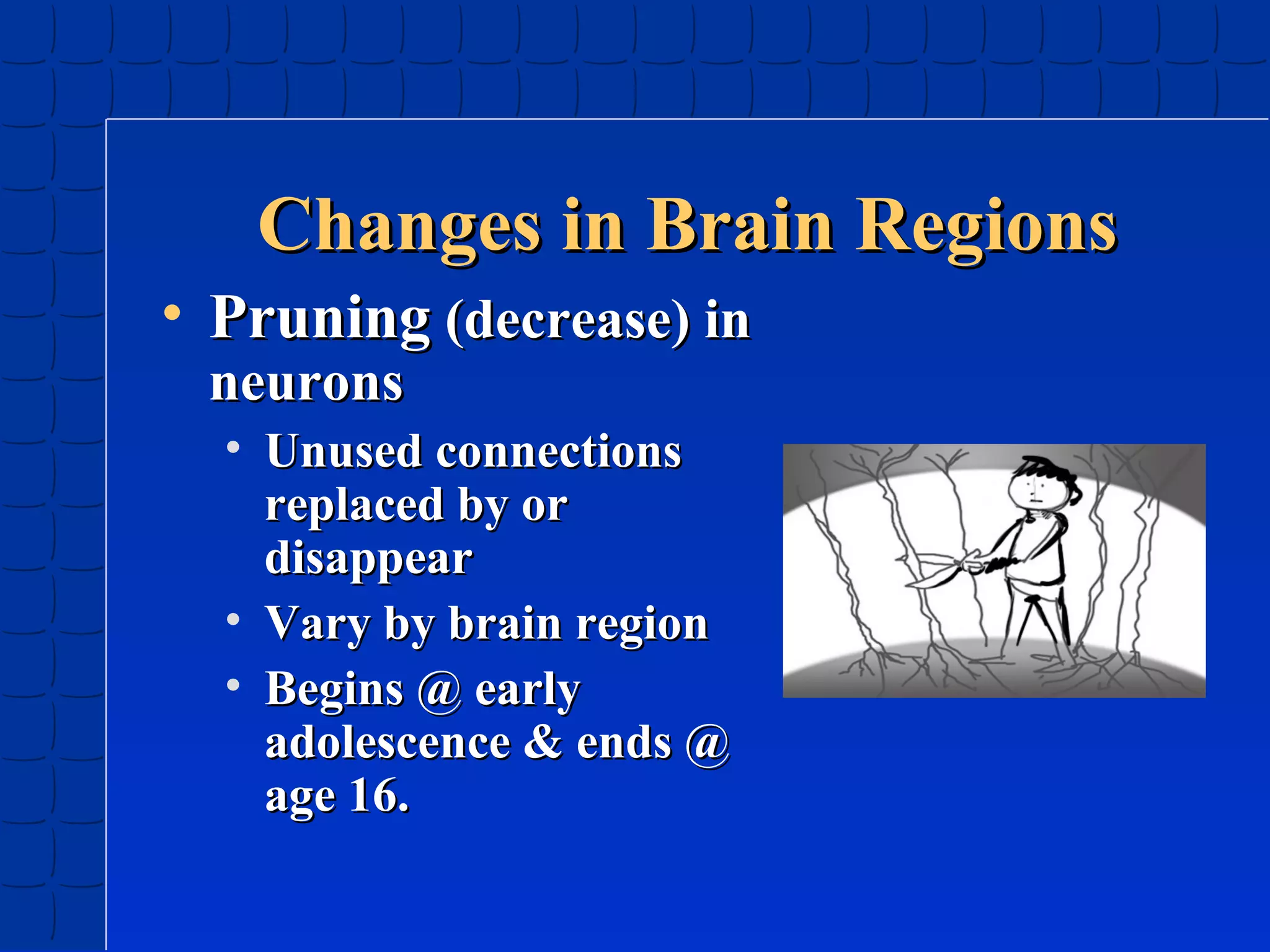 Changes in Brain Regions
• Pruning (decrease) in
neurons

• Unused connections
replaced by or
disappear
• Vary by brain region
• Begins @ early
adolescence & ends @
age 16.

 