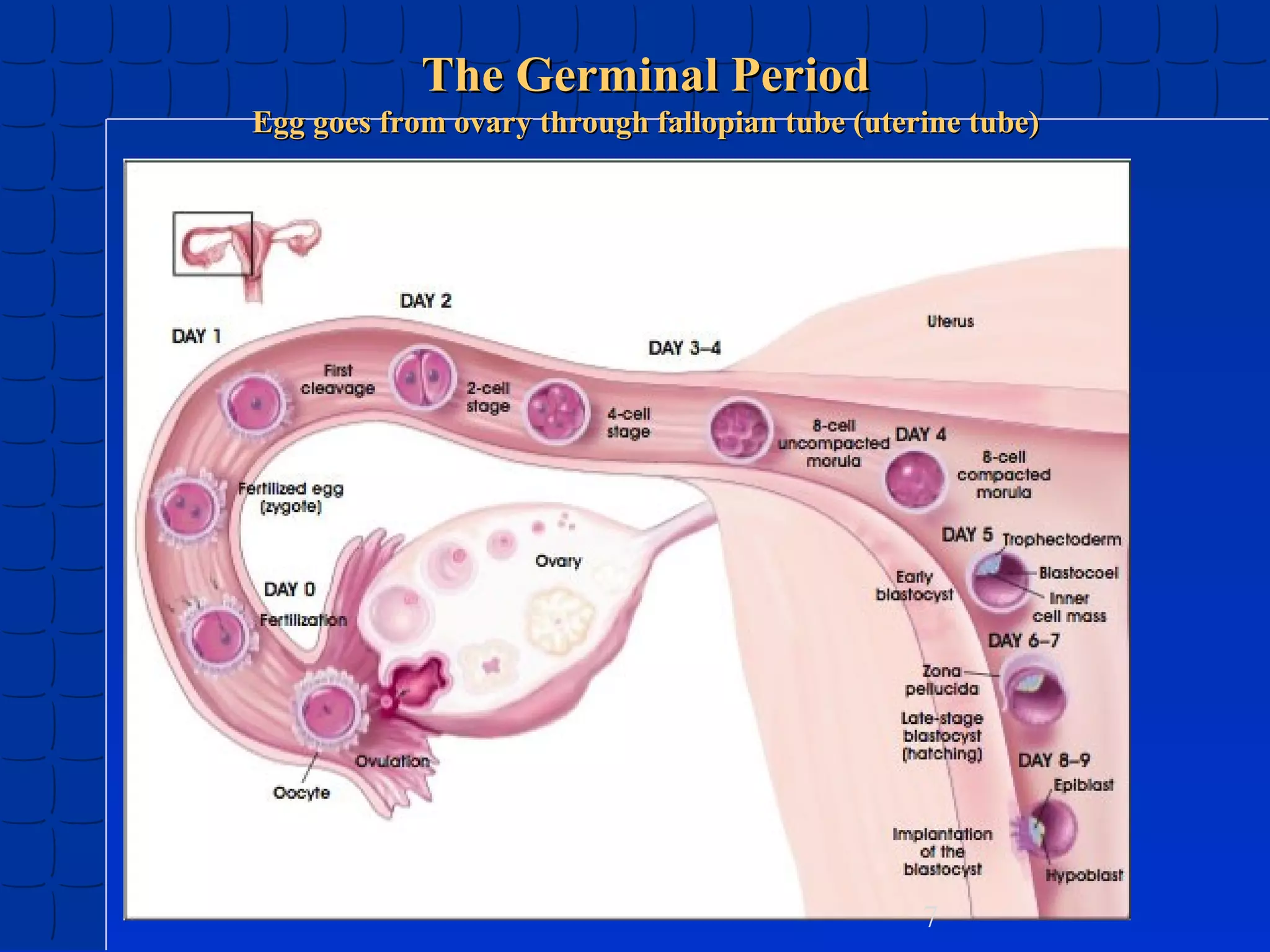 The Germinal Period
Egg goes from ovary through fallopian tube (uterine tube)

7

 