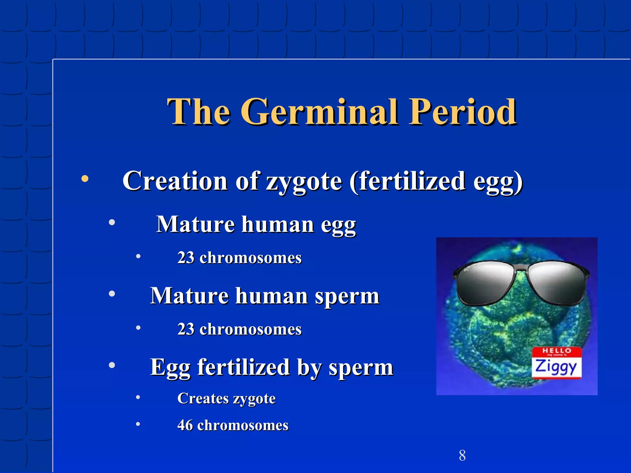 The Germinal Period
•

Creation of zygote (fertilized egg)
•

Mature human egg
•

•

23 chromosomes

Mature human sperm
•

•

23 chromosomes

Egg fertilized by sperm
•

Creates zygote

•

46 chromosomes
8

 