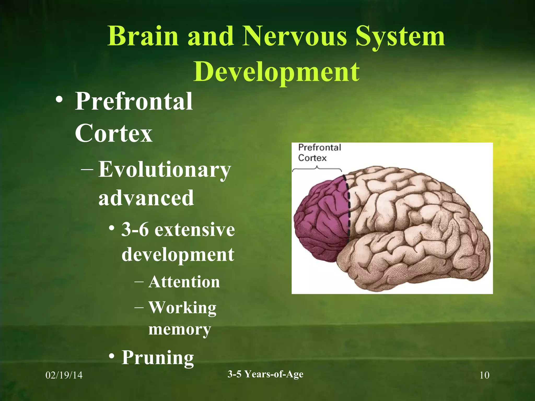 Brain and Nervous System
Development

• Prefrontal
Cortex

– Evolutionary
advanced
• 3-6 extensive
development
– Attention
– Working
memory

• Pruning
02/19/14

3-5 Years-of-Age

10

 
