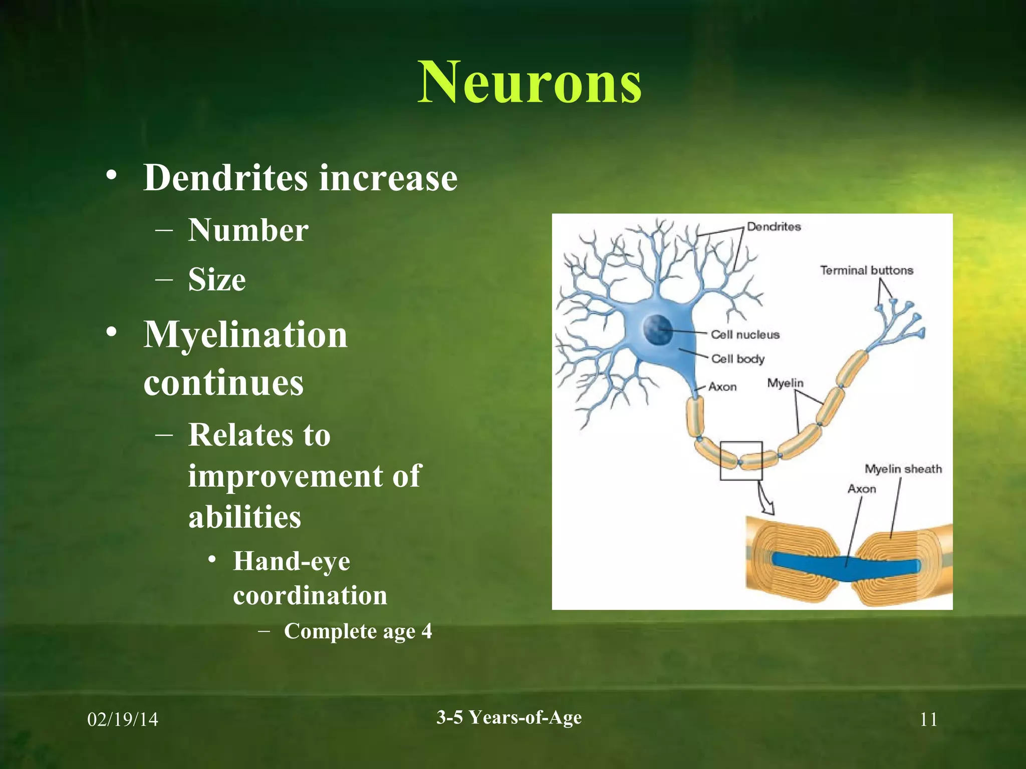 Neurons
• Dendrites increase
– Number
– Size

• Myelination
continues
– Relates to
improvement of
abilities
• Hand-eye
coordination
– Complete age 4

02/19/14

3-5 Years-of-Age

11

 