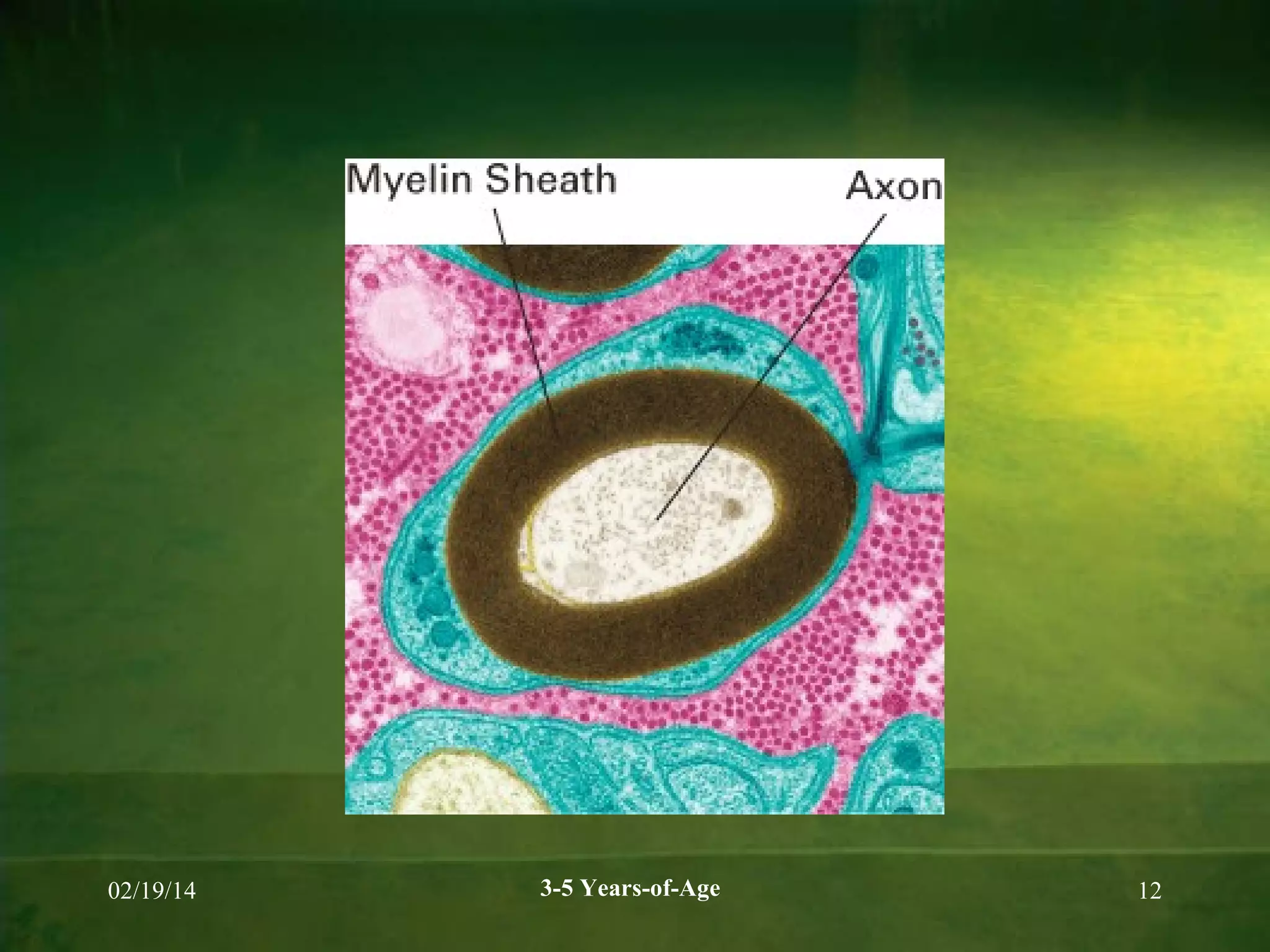 02/19/14

3-5 Years-of-Age

12

 