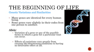 Genetic Variations and Similarities
• Many genes are identical for every human
being.
• Some genes vary slightly in their codes from
one person to another.
Allele:
• Variation of a gene or any of the possible
forms in which a gene for a particular trait
can occur.
• Effects of variations vary greatly from
causing life-threatening conditions to having
no detectable effect at all.
 