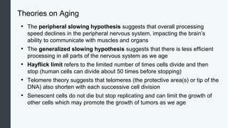 Theories on Aging
• The peripheral slowing hypothesis suggests that overall processing
speed declines in the peripheral nervous system, impacting the brain’s
ability to communicate with muscles and organs
• The generalized slowing hypothesis suggests that there is less efficient
processing in all parts of the nervous system as we age
• Hayflick limit refers to the limited number of times cells divide and then
stop (human cells can divide about 50 times before stopping)
• Telomere theory suggests that telomeres (the protective area(s) or tip of the
DNA) also shorten with each successive cell division
• Senescent cells do not die but stop replicating and can limit the growth of
other cells which may promote the growth of tumors as we age
 