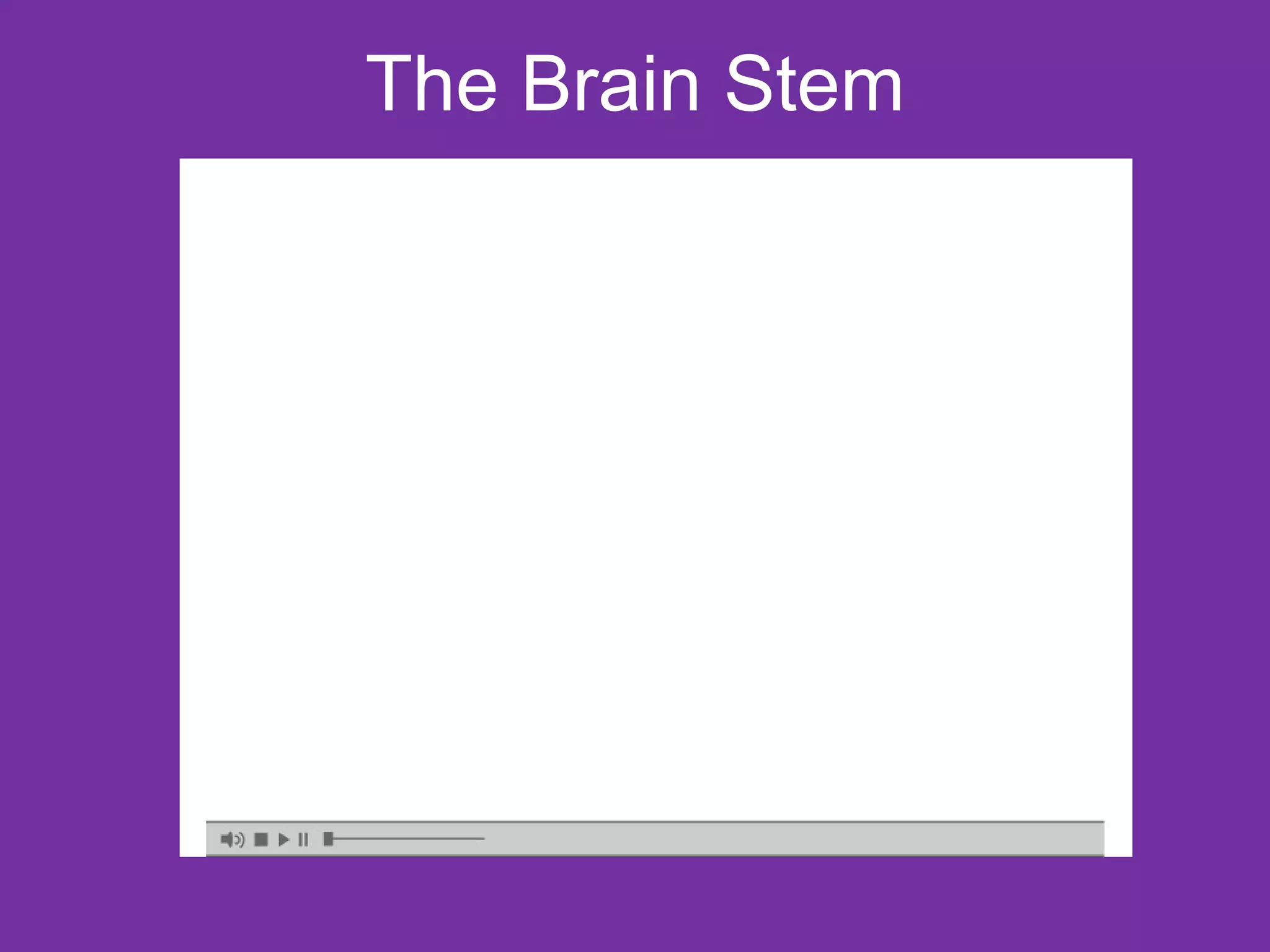 The Brain Stem 