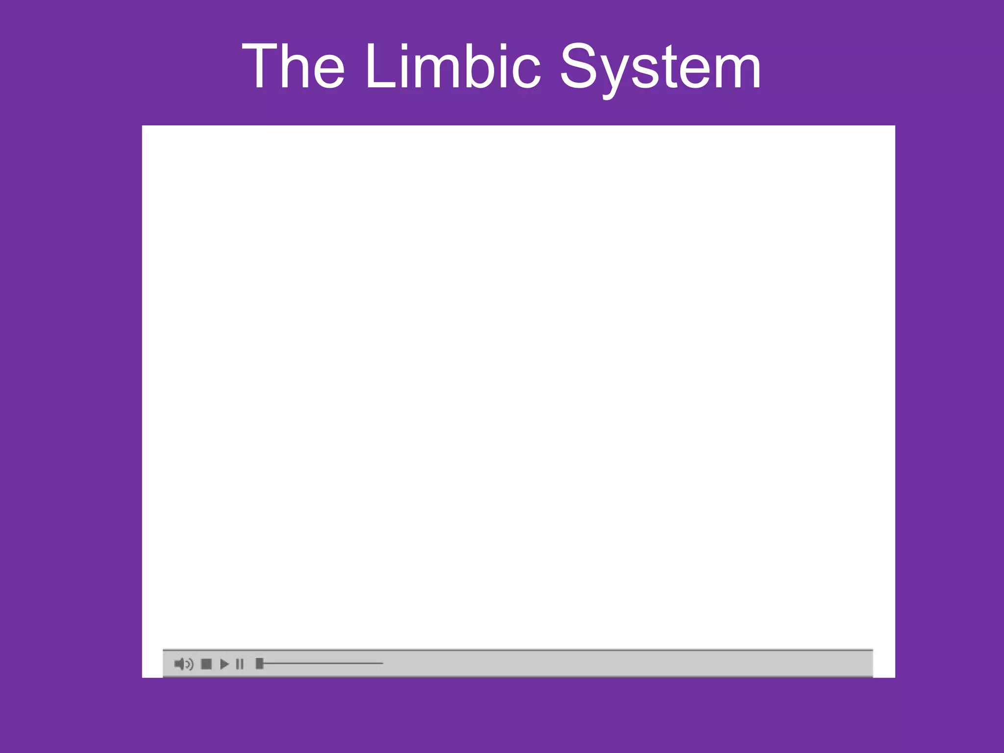 The Limbic System 