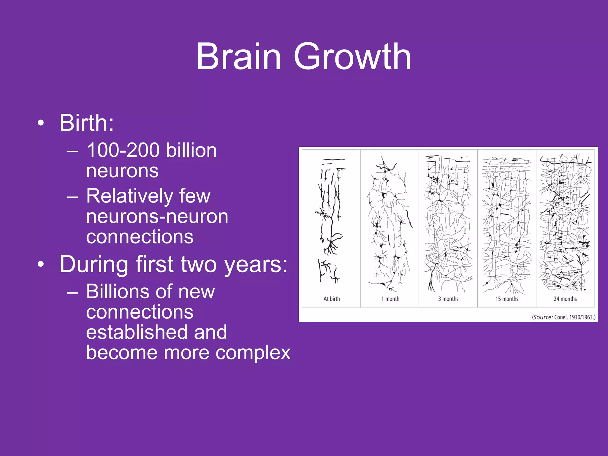 Brain Growth Birth:  100-200 billion neurons Relatively few neurons-neuron connections During first two years: Billions of new connections established and become more complex 
