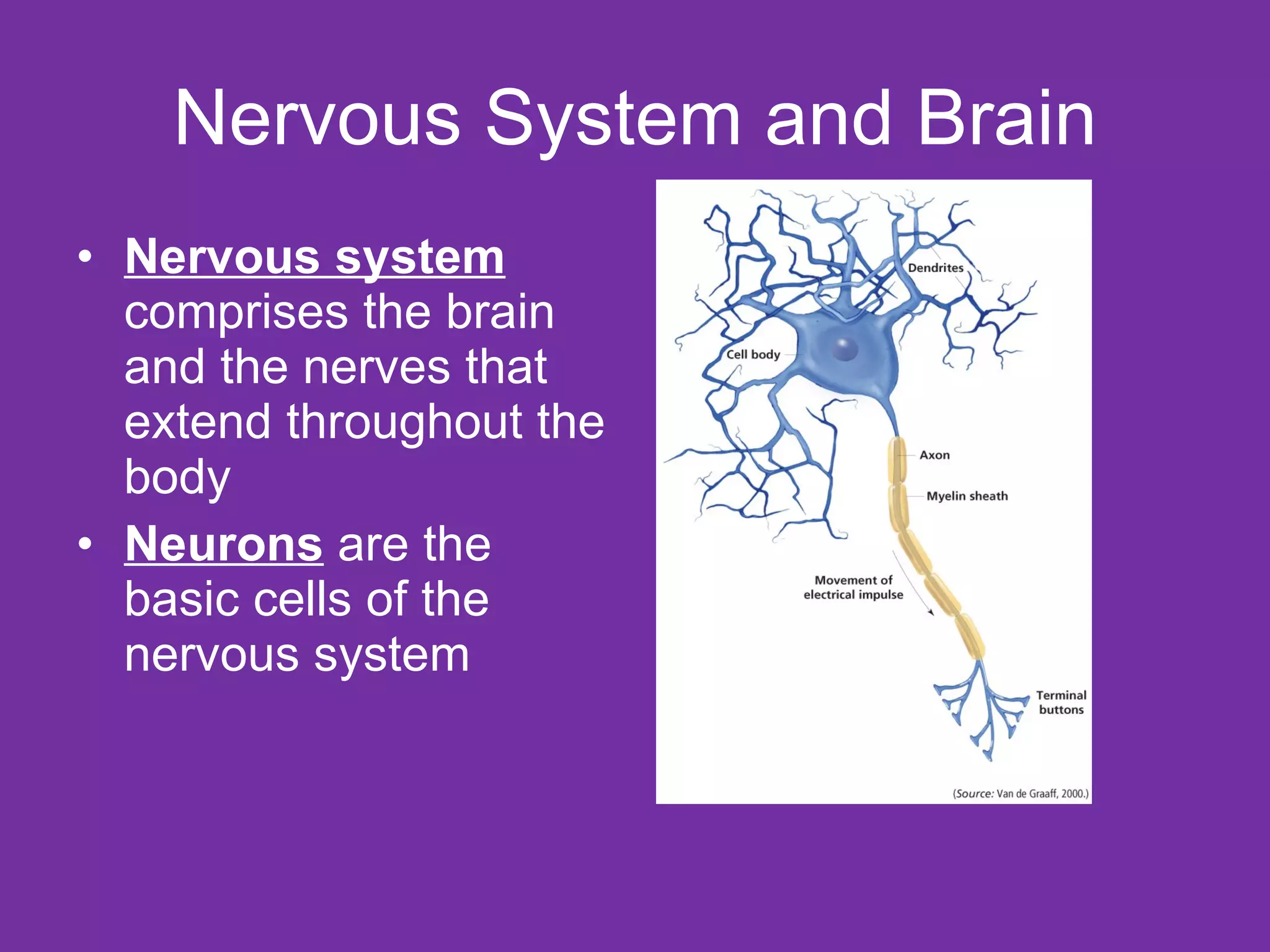 Nervous System and Brain Nervous system  comprises the brain and the nerves that extend throughout the body Neurons  are the basic cells of the nervous system  