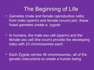 The Beginning of Life Gametes (male and female reproductive cells) from male (sperm) and female (ovum) join, these fused gametes create a  zygote In humans, the male sex cell (sperm) and the female sex cell (the ovum) provide the developing baby with 23 chromosomes each. Each Zygote carries 46 chromosomes, all of the genetic instructions to create a human being 