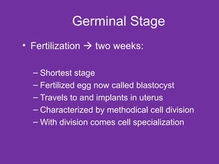 Germinal Stage Fertilization    two weeks: Shortest stage Fertilized egg now called blastocyst Travels to and implants in uterus Characterized by methodical cell division With division comes cell specialization 