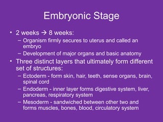 Embryonic Stage 2 weeks    8 weeks: Organism firmly secures to uterus and called an embryo Development of major organs and basic anatomy Three distinct layers that ultimately form different set of structures: Ectoderm - form skin, hair, teeth, sense organs, brain, spinal cord Endoderm - inner layer forms digestive system, liver, pancreas, respiratory system Mesoderm - sandwiched between other two and forms muscles, bones, blood, circulatory system 
