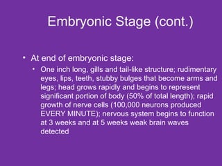 Embryonic Stage (cont.) At end of embryonic stage:  One inch long, gills and tail-like structure; rudimentary eyes, lips, teeth, stubby bulges that become arms and legs; head grows rapidly and begins to represent significant portion of body (50% of total length); rapid growth of nerve cells (100,000 neurons produced EVERY MINUTE); nervous system begins to function at 3 weeks and at 5 weeks weak brain waves detected 