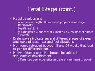 Fetal Stage (cont.) Rapid development Increases in length 20 times and proportions change dramatically See Figure 2.13 At 4 months = 4 ounces; at 7 months = 3 pounds; at birth = 7 pounds Brain waves indicate several different stages of sleep and wakefulness; hear and feel vibrations Hormones released between 8 and 24 weeks that lead to gender differentiation No two fetuses are alike; broad similarities in sequence of development Differences due to genetics and the environment of womb 