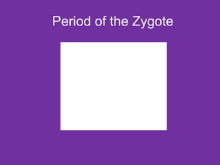 Period of the Zygote 