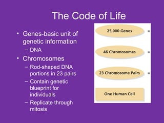 The Code of Life Genes-basic unit of genetic information DNA Chromosomes Rod-shaped DNA portions in 23 pairs Contain genetic blueprint for individuals Replicate through mitosis 