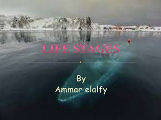 By
Ammar elalfy
 