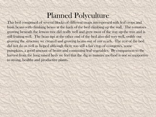 Planned Polyculture
This bed comprised of several blocks of different crops interspersed with leaf crops and
bush beans with climbing beans at the back of the bed climbing up the wall. The tomatoes
growing beneath the lemon tree did really well and grew most of the way up the tree and is
still fruiting well. The bean tipi at the other end of the bed also did very well, swiftly out
growing the structure we created and growing beans out of our reach. The rest of the bed
did not do as well as hoped although there was still a fair crop of courgettes, some
pumpkins, a good amount of beans and continuing leaf vegetables. By comparison to the
harvest from the long raised beds we feel that the dig in manure method is not so supportive
to strong, healthy and productive plants.
 