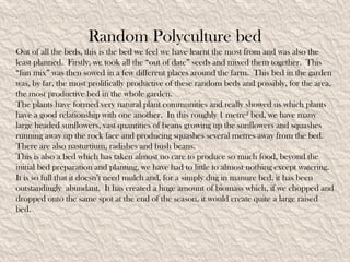 Random Polyculture bed
Out of all the beds, this is the bed we feel we have learnt the most from and was also the
least planned. Firstly, we took all the “out of date” seeds and mixed them together. This
“fun mix” was then sowed in a few different places around the farm. This bed in the garden
was, by far, the most prolifically productive of these random beds and possibly, for the area,
the most productive bed in the whole garden.
The plants have formed very natural plant communities and really showed us which plants
have a good relationship with one another. In this roughly 1 metre² bed, we have many
large headed sunflowers, vast quantities of beans growing up the sunflowers and squashes
running away up the rock face and producing squashes several metres away from the bed.
There are also nasturtium, radishes and bush beans.
This is also a bed which has taken almost no care to produce so much food, beyond the
initial bed preparation and planting, we have had to little to almost nothing except watering.
It is so full that it doesn’t need mulch and, for a simply dug in manure bed, it has been
outstandingly abundant. It has created a huge amount of biomass which, if we chopped and
dropped onto the same spot at the end of the season, it would create quite a large raised
bed.
 