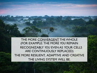 THE MORE CONVERGENT THE WHOLE
(FOR EXAMPLE: THE MORE YOU REMAIN
RECOGNIZABLY YOU EVEN AS YOUR CELLS
ARE CONTINUOUSLY REPLACED)
THE MORE RESILIENT, ADAPTIVE AND CREATIVE
THE LIVING SYSTEM WILL BE.
 