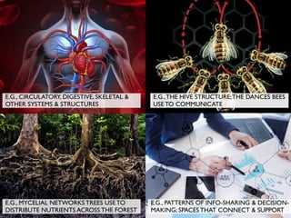 E.G., CIRCULATORY, DIGESTIVE, SKELETAL &
OTHER SYSTEMS & STRUCTURES
E.G.,THE HIVE STRUCTURE;THE DANCES BEES
USE TO COMMUNICATE
E.G., MYCELIAL NETWORKS TREES USE TO
DISTRIBUTE NUTRIENTS ACROSS THE FOREST
E.G., PATTERNS OF INFO-SHARING & DECISION-
MAKING; SPACES THAT CONNECT & SUPPORT
 