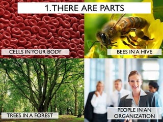 CELLS INYOUR BODY BEES IN A HIVE
TREES IN A FOREST
PEOPLE IN AN
ORGANIZATION
1.THERE ARE PARTS
 