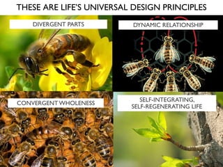 THESE ARE LIFE’S UNIVERSAL DESIGN PRINCIPLES
DIVERGENT PARTS DYNAMIC RELATIONSHIP
CONVERGENT WHOLENESS
SELF-INTEGRATING,
SELF-REGENERATING LIFE
 