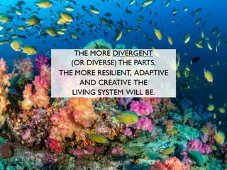 THE MORE DIVERGENT
(OR DIVERSE) THE PARTS,
THE MORE RESILIENT, ADAPTIVE
AND CREATIVE THE
LIVING SYSTEM WILL BE.
 
