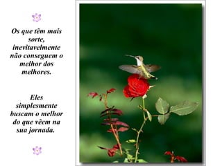 Os que têm mais sorte, inevitavelmente não conseguem o melhor dos melhores. Eles simplesmente buscam o melhor do que vêem na sua jornada.  