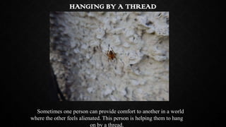 HANGING BY A THREAD

Sometimes one person can provide comfort to another in a world
where the other feels alienated. This ...