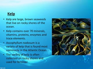 Kelp
• Kelp are large, brown seaweeds
that live on rocky shores of the
ocean.
• Kelp contains over 70 minerals,
vitamins, proteins, enzymes and
trace elements.
• Ascophyllum nodosum is a
variety of kelp that is found most
commonly in the Atlantic Ocean.
• The variety of kelp is often
collected on rocky shores and
used for fertilizer.
 