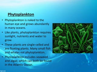Phytoplankton
• Phytoplankton is naked to the
human eye and grows abundantly
in many oceans.
• Like plants, phytoplankton requires
sunlight, nutrients and water to
grow.
• These plants are single-celled and
are floating plants. Many small fish
and whales eat phytoplankton.
• Phytoplankton includes seaweed
and algae, which can both be found
in the Atlantic Ocean.
 