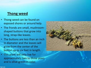 Thong weed
• Thong weed can be found on
exposed shores or around kelp.
• The fronds are small, mushroom-
shaped buttons that grow into
long, strap-like leaves.
• The buttons are less than an inch
in diameter and the leaves will
grow from the center of the
button up to six feet in length.
• This plant will only live for
approximately two to three years
and is olive-green in color.
 