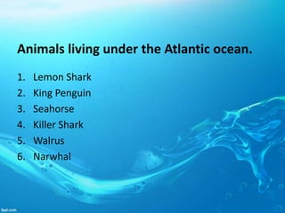 Animals living under the Atlantic ocean.
1. Lemon Shark
2. King Penguin
3. Seahorse
4. Killer Shark
5. Walrus
6. Narwhal
 
