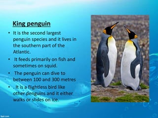 King penguin
• It is the second largest
penguin species and it lives in
the southern part of the
Atlantic.
• It feeds primarily on fish and
sometimes on squid.
• The penguin can dive to
between 100 and 300 metres
• . It is a flightless bird like
other penguins and it either
walks or slides on ice.
 