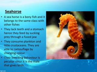 Seahorse
• A sea horse is a bony fish and it
belongs to the same class with
other fishes
• They lack teeth and a stomach
hence they feed by sucking
prey through a fused jaw
• They consume plankton and
little crustaceans. They are
able to camouflage by
changing colour.
• Their breeding behaviour is
peculiar since it is the male
that gives birth.
 