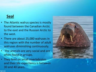 Seal
• The Atlantic walrus species is mostly
found between the Canadian Arctic
to the east and the Russian Arctic to
the west.
• There are about 25,000 walruses in
this region with the number of adult
walruses diminishing continuously.
• The animals are very social and are
often found in groups.
• They feed on small invertebrates
and their life expectancy is between
30 and 40 years.
 