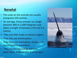 Narwhal
• The tusks on the animals are usually
overgrown left canines.
• On average, these animals can weigh
between 800 to 1,600 kilograms and
attain a length of between 3.95 and 5.5
metres.
• They use their tusks as sensory organs.
• They also use echolocation.
• They feed cod and halibut, shrimp and
squid found in Greenland.
• They are threatened by walruses,
polar bears, killer whales and humans.
 