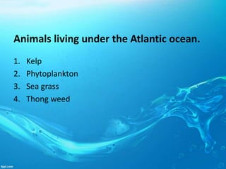 Animals living under the Atlantic ocean.
1. Kelp
2. Phytoplankton
3. Sea grass
4. Thong weed
 