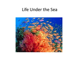 Life Under the Sea
 
