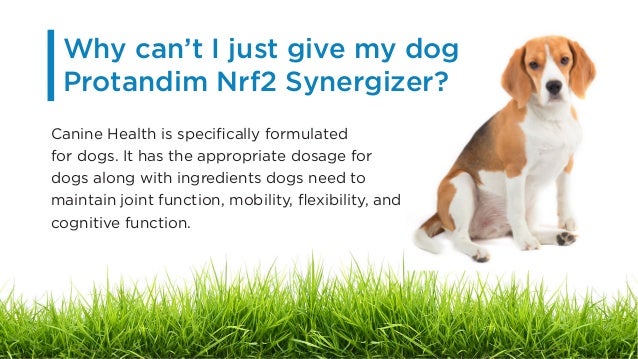 Can I Give My Dog Chicken Skin Can I Give My Dog Chicken Skin