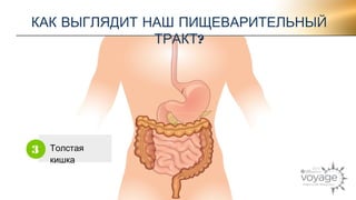 КАК ВЫГЛЯДИТ НАШ ПИЩЕВАРИТЕЛЬНЫЙ 
Толстая 
кишка 
3 
ТРАКТ? 
 