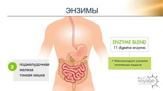 ЭНЗИМЫ 
2 поджелудочная 
железа 
тонкая кишка 
2 
 