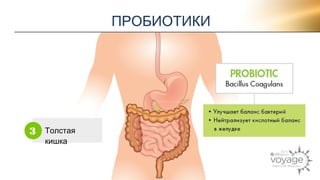 Толстая 
кишка 
3 
ПРОБИОТИКИ 
 