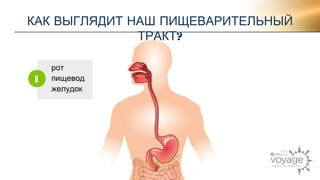 КАК ВЫГЛЯДИТ НАШ ПИЩЕВАРИТЕЛЬНЫЙ 
ТРАКТ? 
рот 
пищевод 
желудок 
1 
 