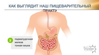КАК ВЫГЛЯДИТ НАШ ПИЩЕВАРИТЕЛЬНЫЙ 
поджелудочная 
железа 
тонкая кишка 
2 
ТРАКТ? 
 