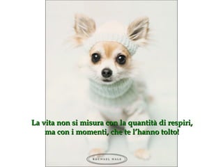 La vita non si misura con la quantità di respiri, ma con i momenti, che te l’hanno tolto ! 