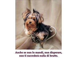 Anche se non lo mandi, non disperare, non ti succederà nulla di brutto . 