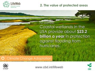 2. The value of protected areas www.cbd.int/lifeweb For example: Coastal wetlands in the  USA provide about  $23.2  billion a year  in protection  against flooding from  hurricanes. Climate Change Adaptation 