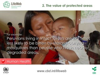 2. The value of protected areas www.cbd.int/lifeweb For example: Peruvians living in intact forests are 278 times less likely to be bitten by Malaria-carrying mosquitoes than people who live in nearby degraded areas . H uman Health 